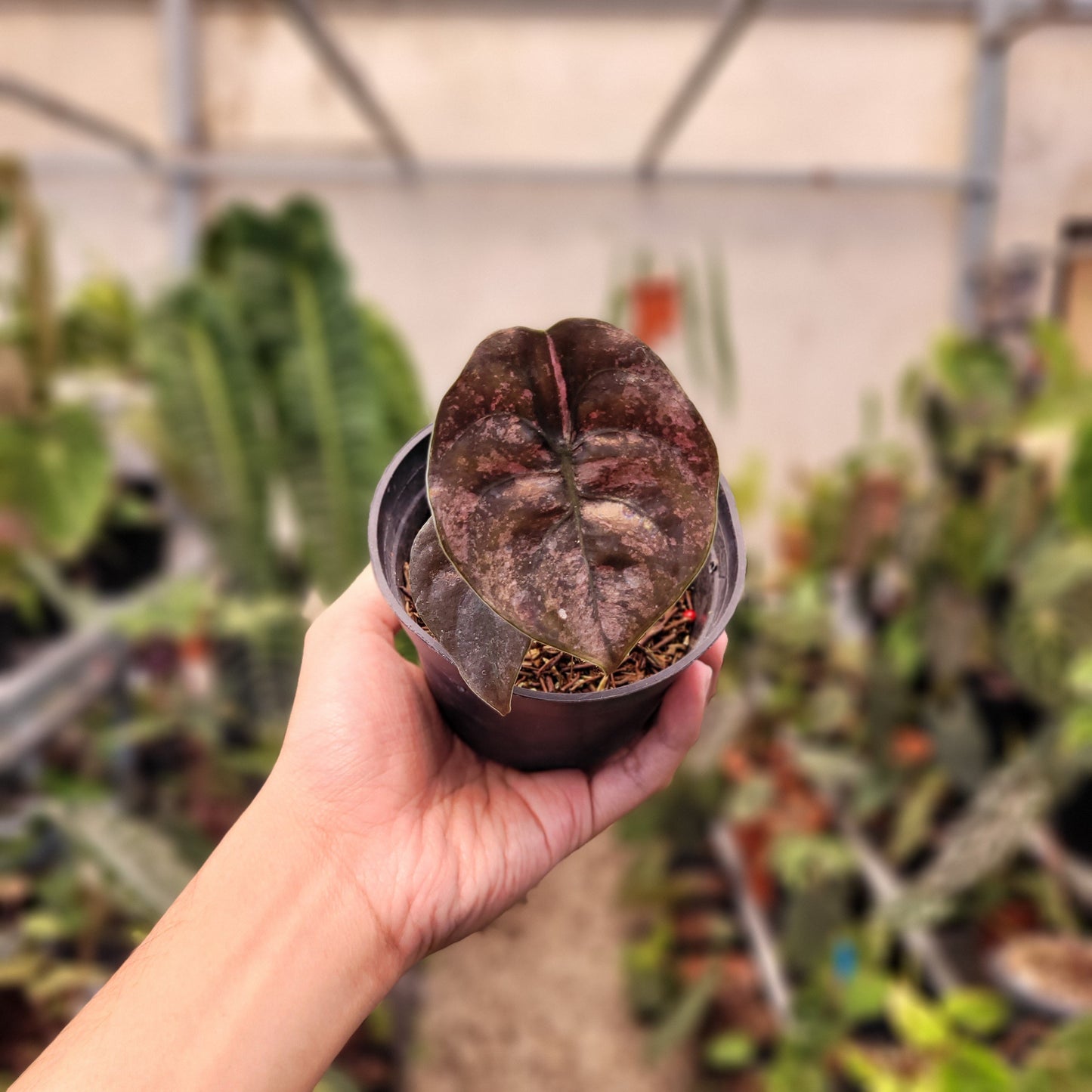 Alocasia Cuprea Pink Mint Variegated — rare Indonesian plant