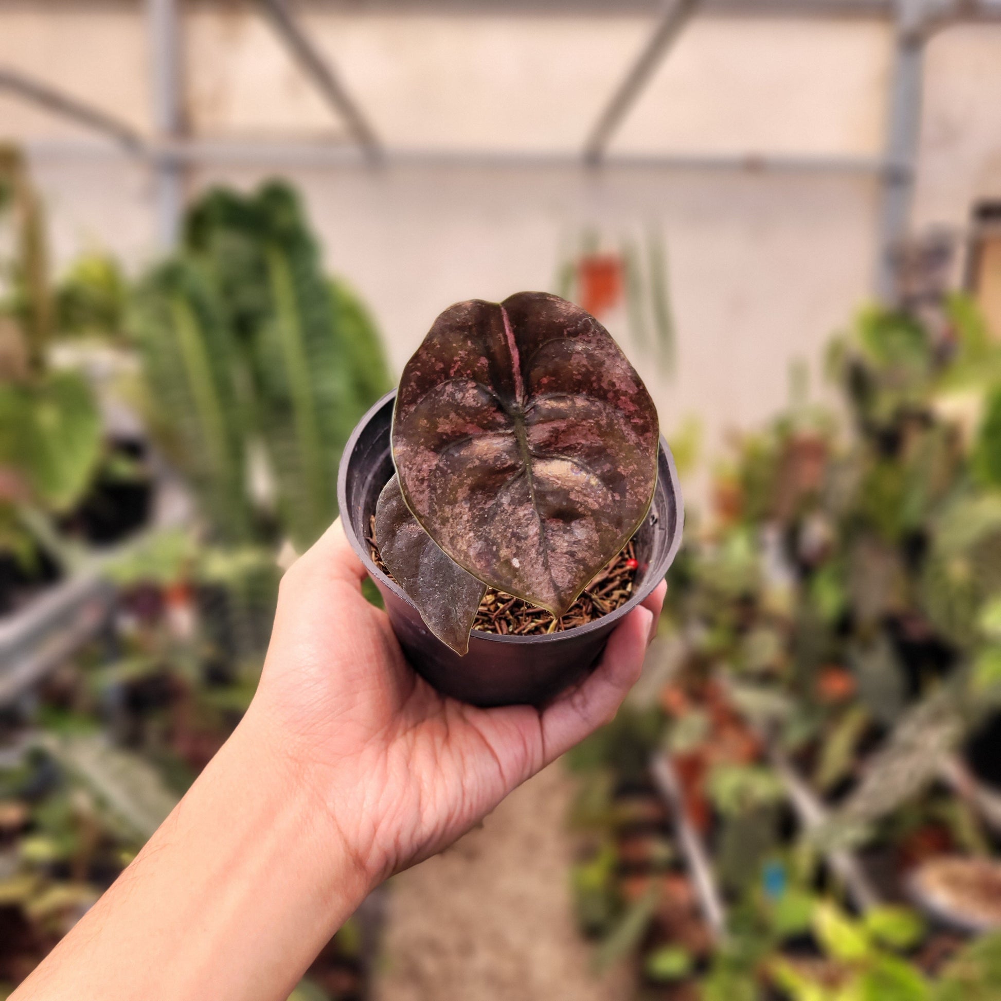 Alocasia Cuprea Pink Mint Variegated — rare Indonesian plant