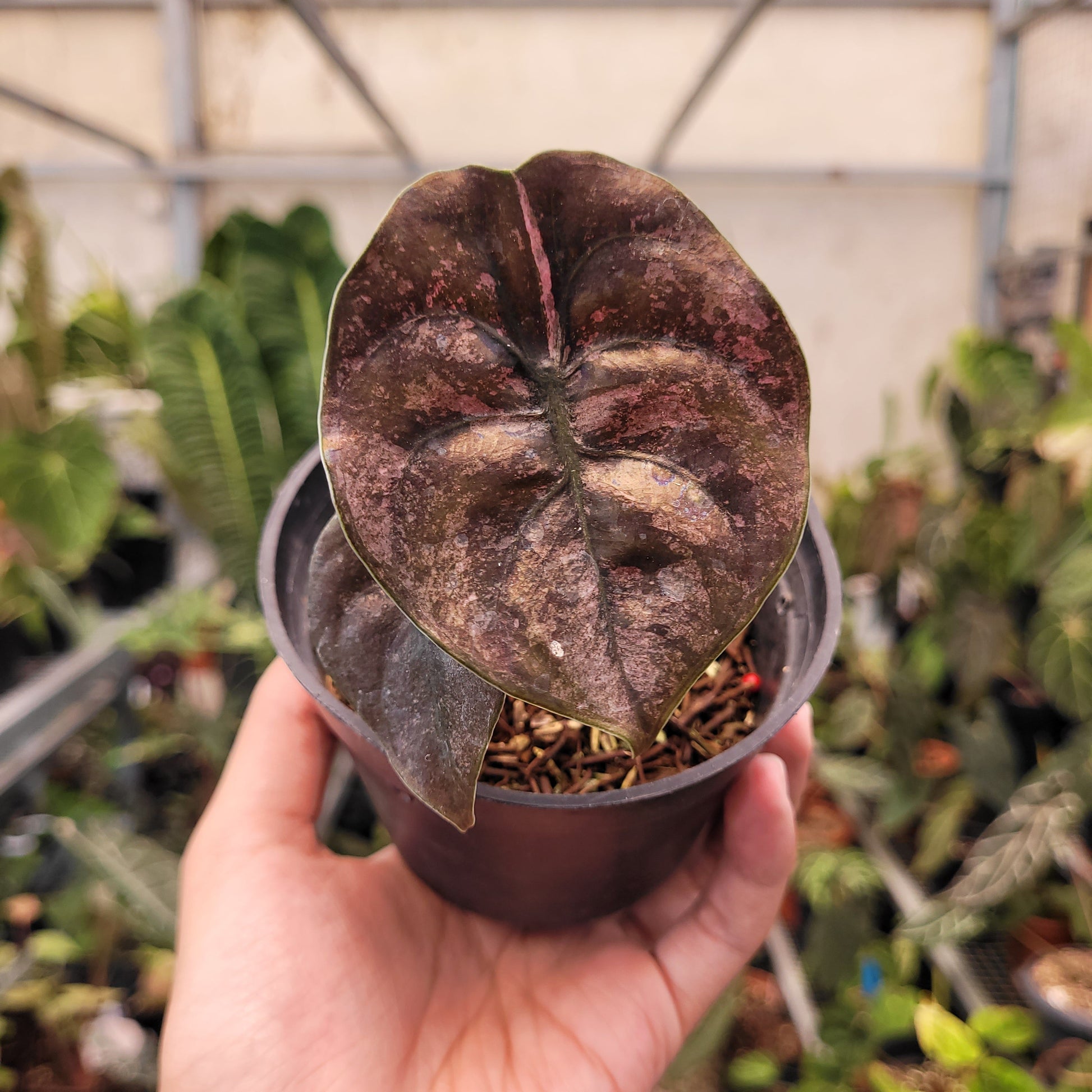 Alocasia Cuprea Pink Mint Variegated — photo 2