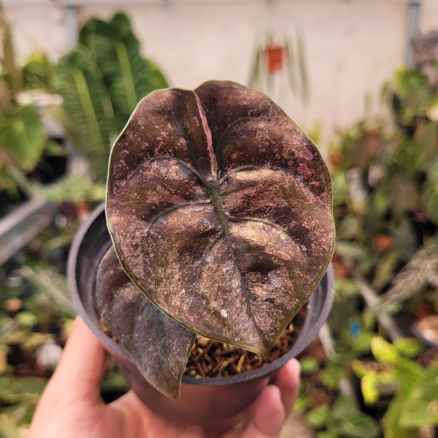 Alocasia Cuprea Pink Mint Variegated — photo 3