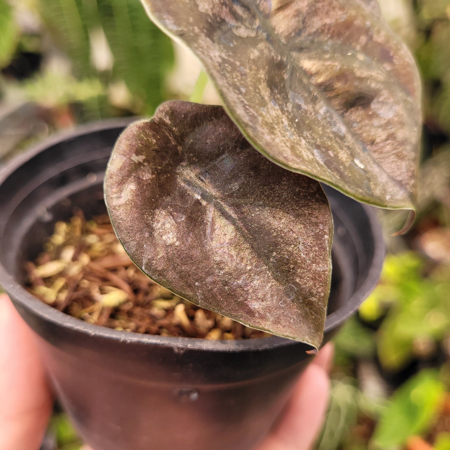 Alocasia Cuprea Pink Mint Variegated — photo 4