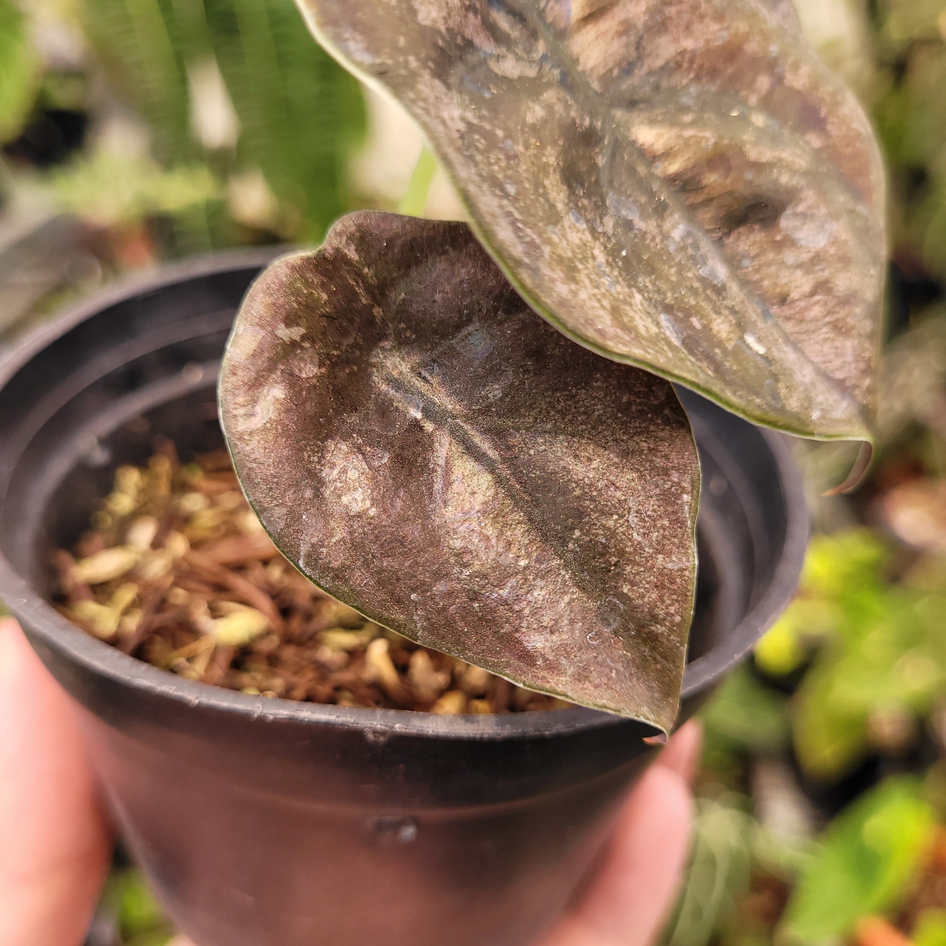 Alocasia Cuprea Pink Mint Variegated — photo 4