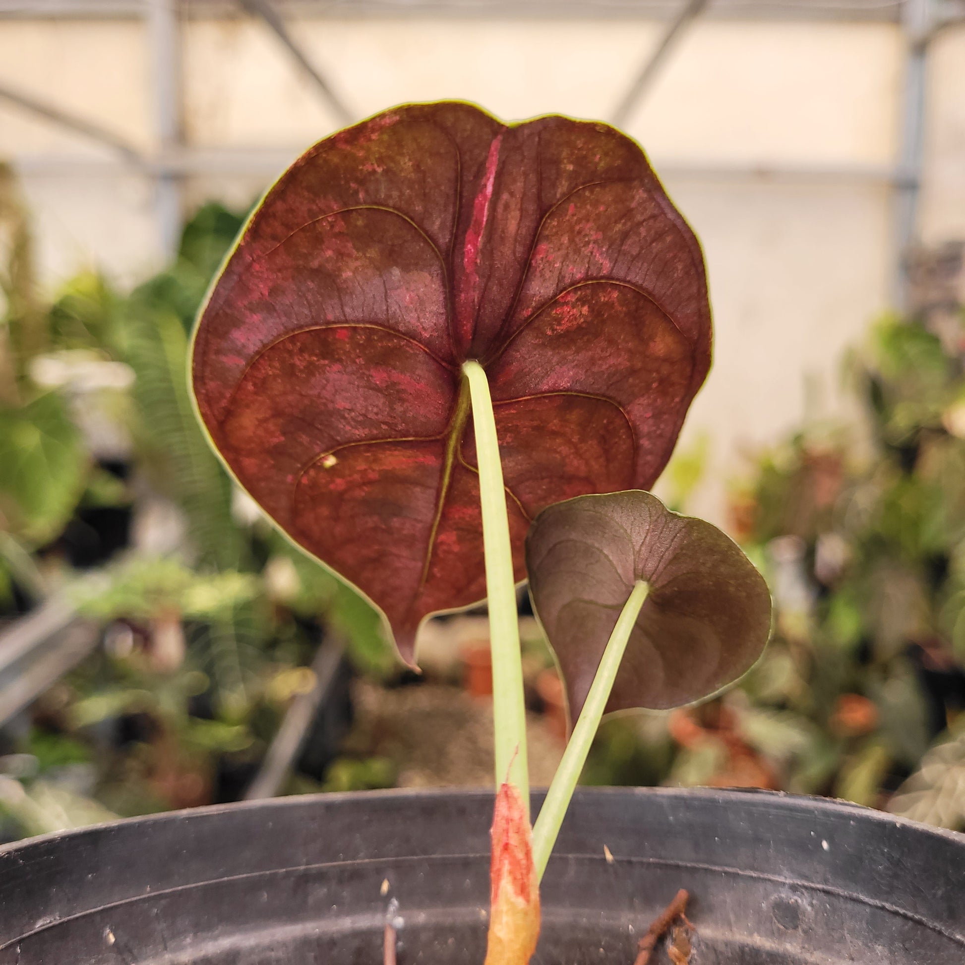 Alocasia Cuprea Pink Mint Variegated — photo 5