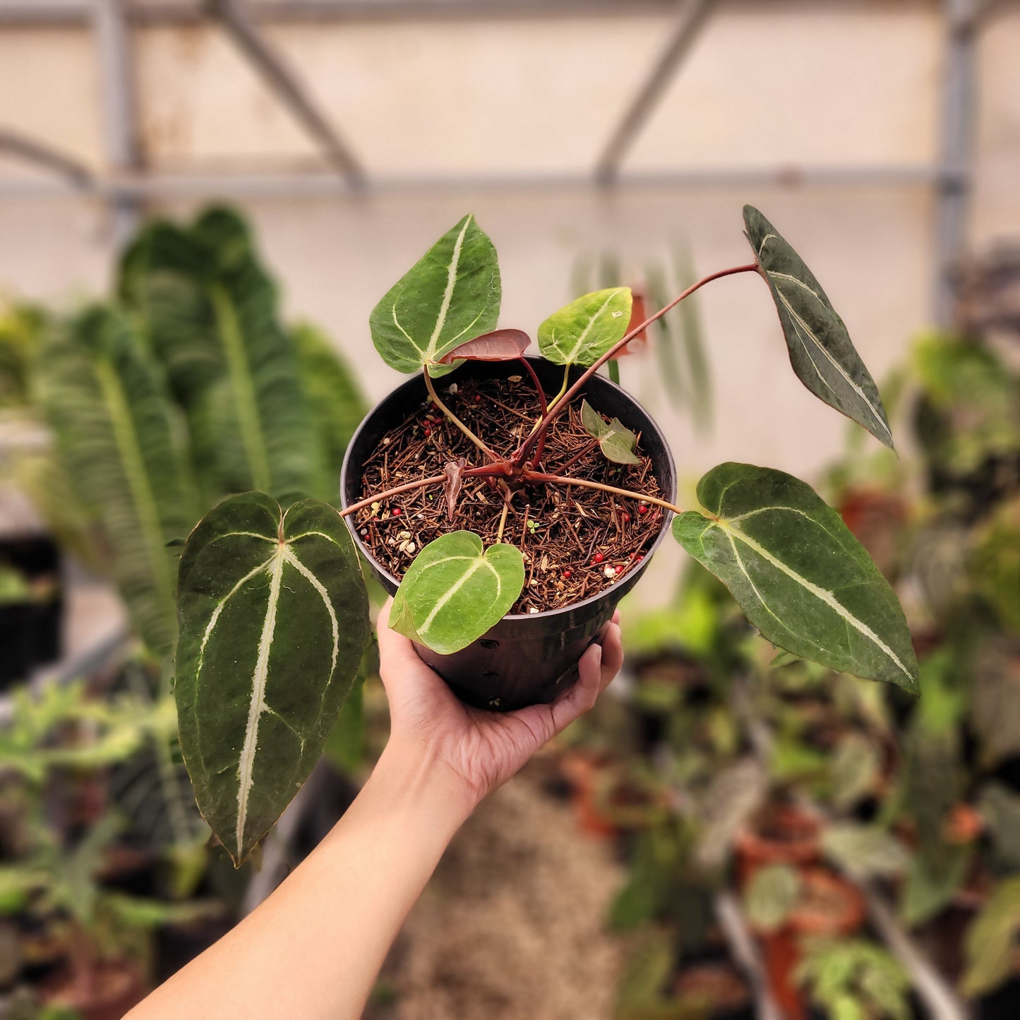 Anthurium Papillilaminum BVIT x (Zara x Michelle) selected — rare Indonesian plant
