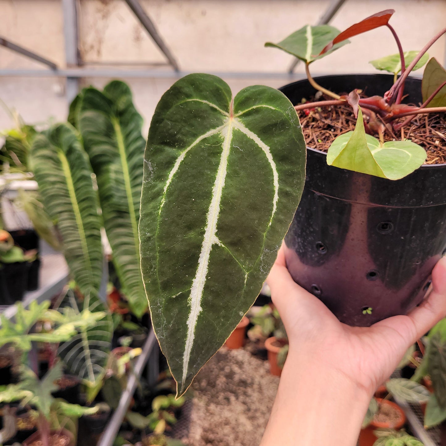 Anthurium Papillilaminum BVIT x (Zara x Michelle) selected — photo 4