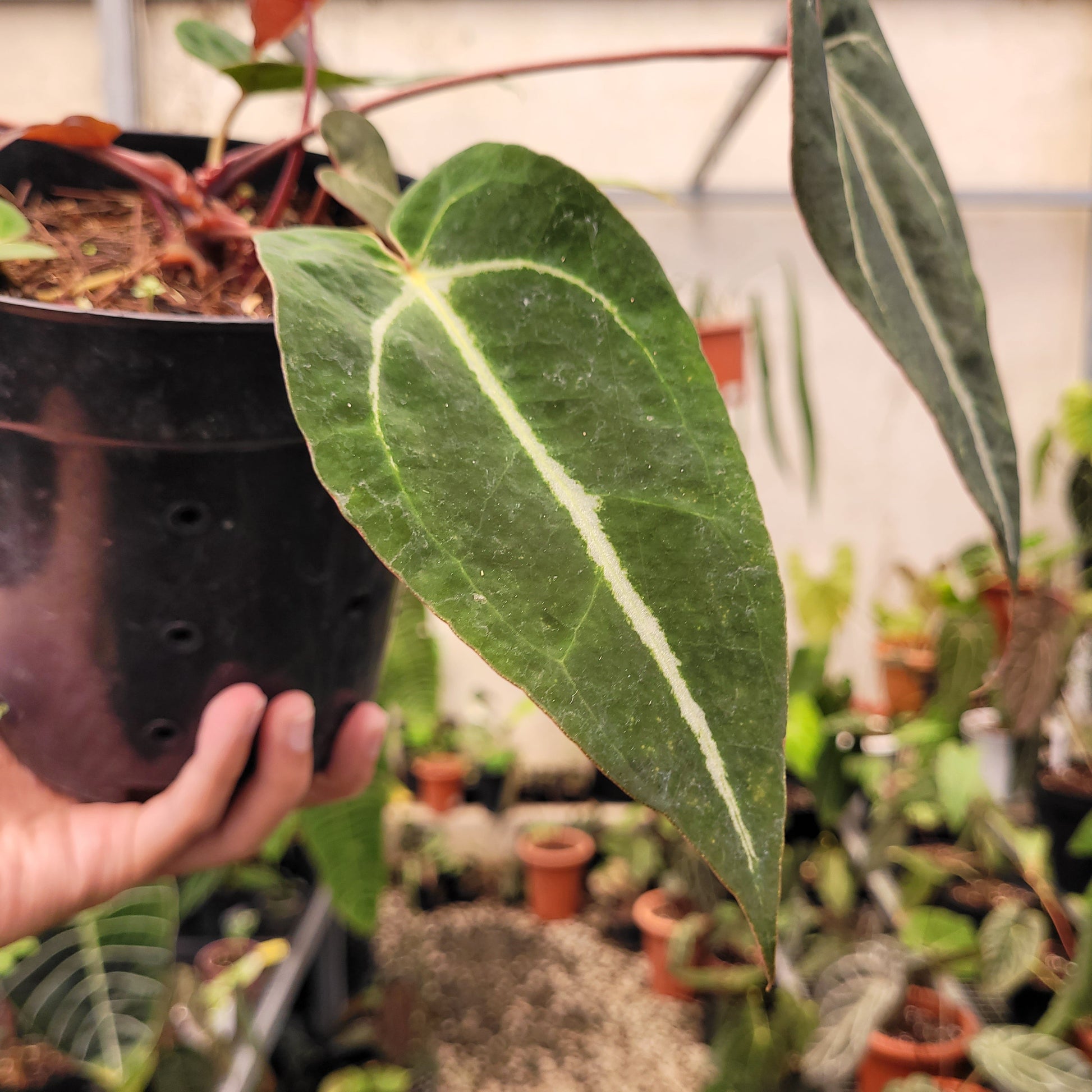 Anthurium Papillilaminum BVIT x (Zara x Michelle) selected — photo 3