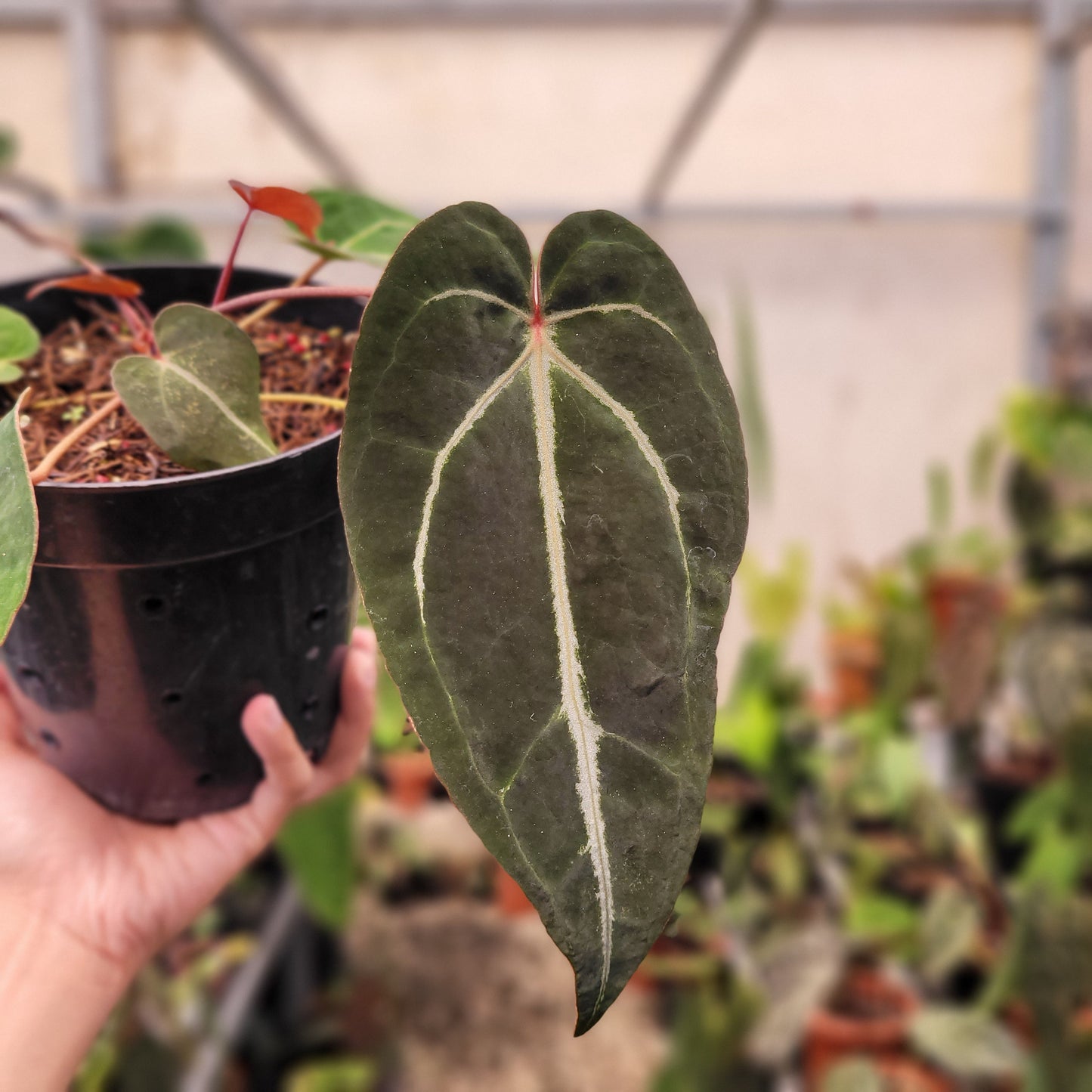 Anthurium Papillilaminum BVIT x (Zara x Michelle) selected — photo 2