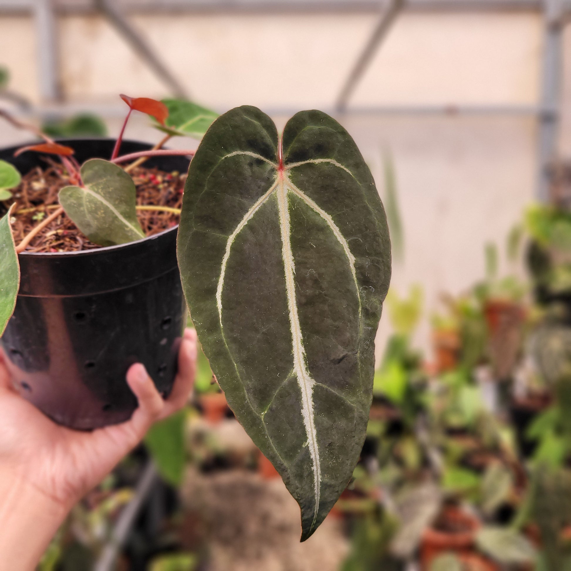 Anthurium Papillilaminum BVIT x (Zara x Michelle) selected — photo 2