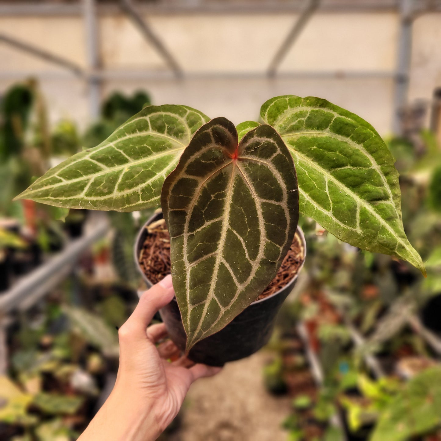 Anthurium Black Velvet Indonedia Type x (Zara x Michelle) "Selected" — rare Indonesian plant