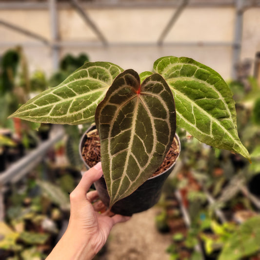 Anthurium Black Velvet Indonedia Type x (Zara x Michelle) "Selected" — rare Indonesian plant
