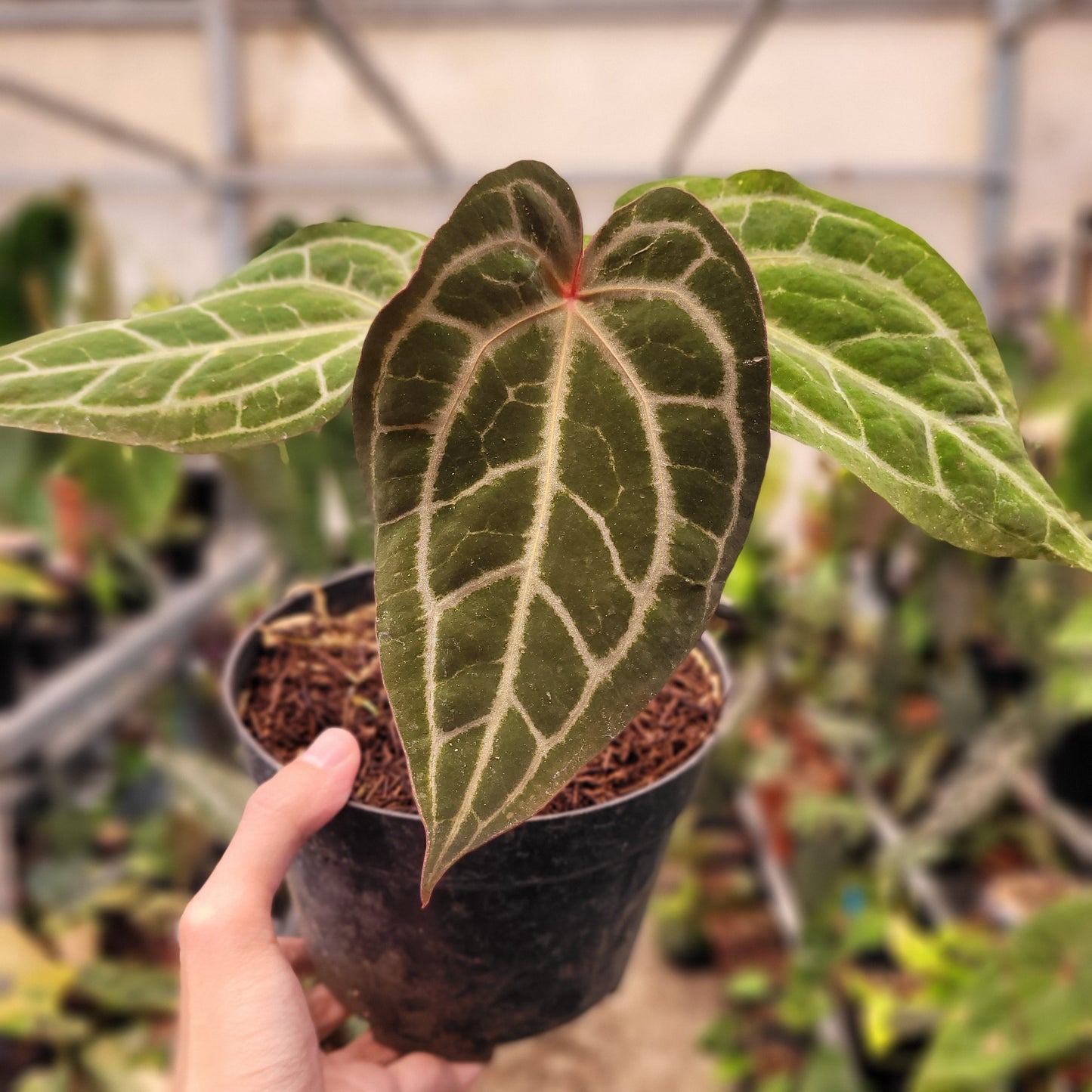 Anthurium Black Velvet Indonedia Type x (Zara x Michelle) "Selected" — photo 2