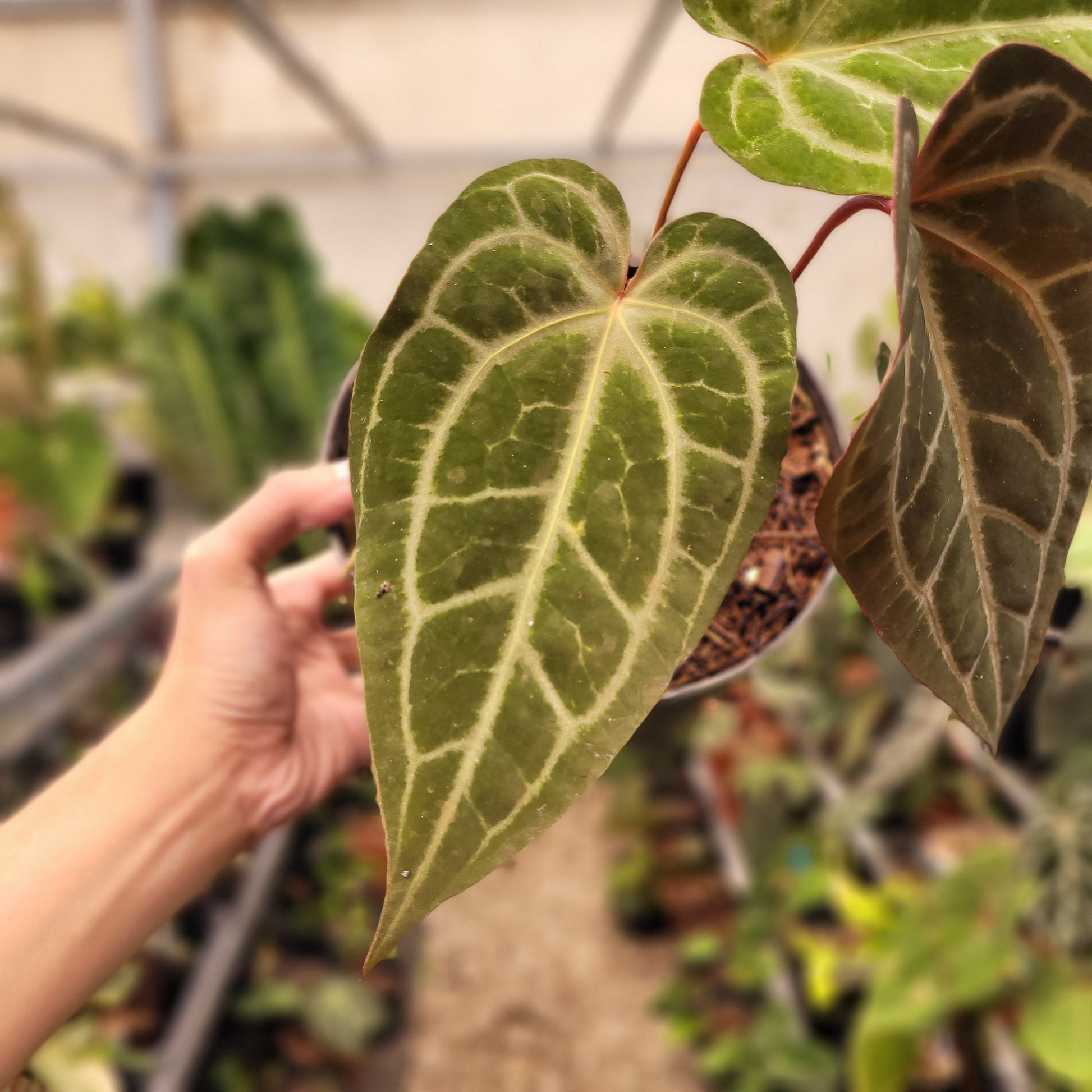 Anthurium Black Velvet Indonedia Type x (Zara x Michelle) "Selected" — photo 3