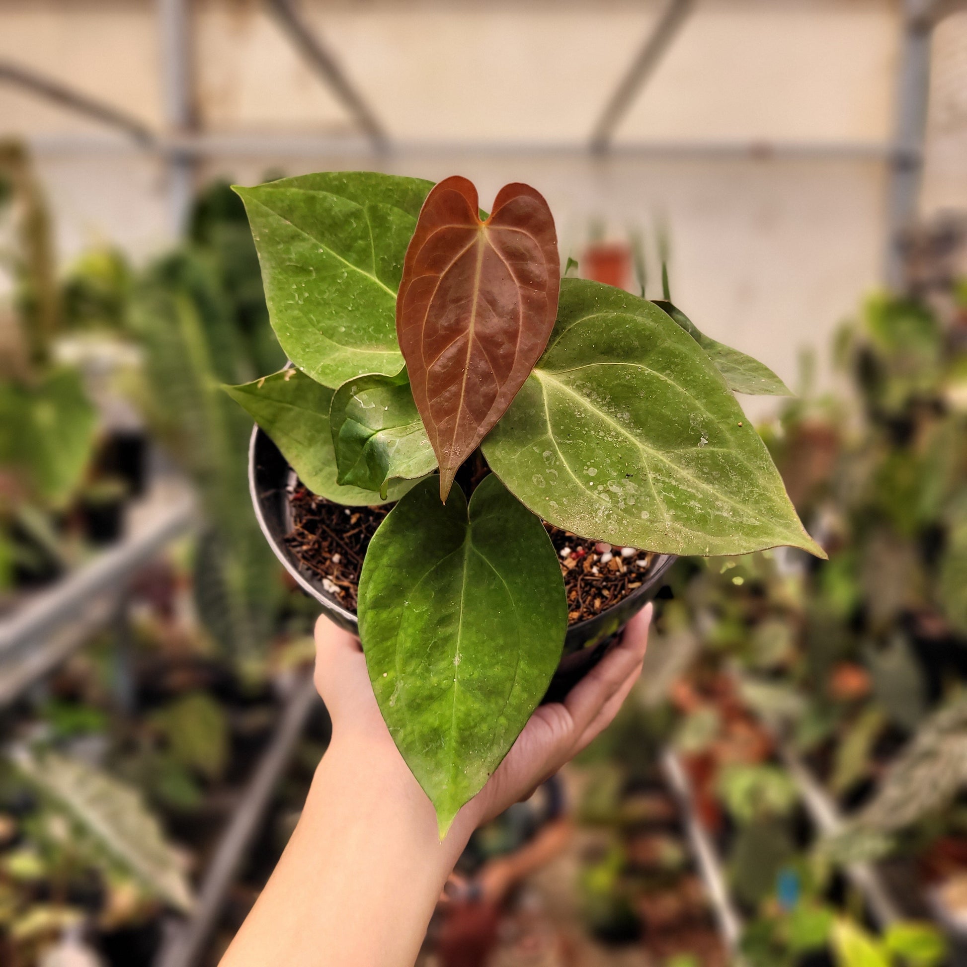 Anthurium Papillilaminum Hybrid Red Crystal — rare Indonesian plant