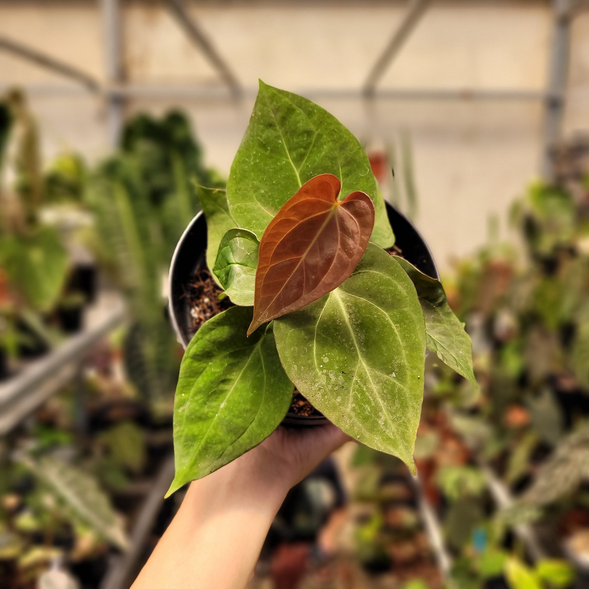 Anthurium Papillilaminum Hybrid Red Crystal — photo 2