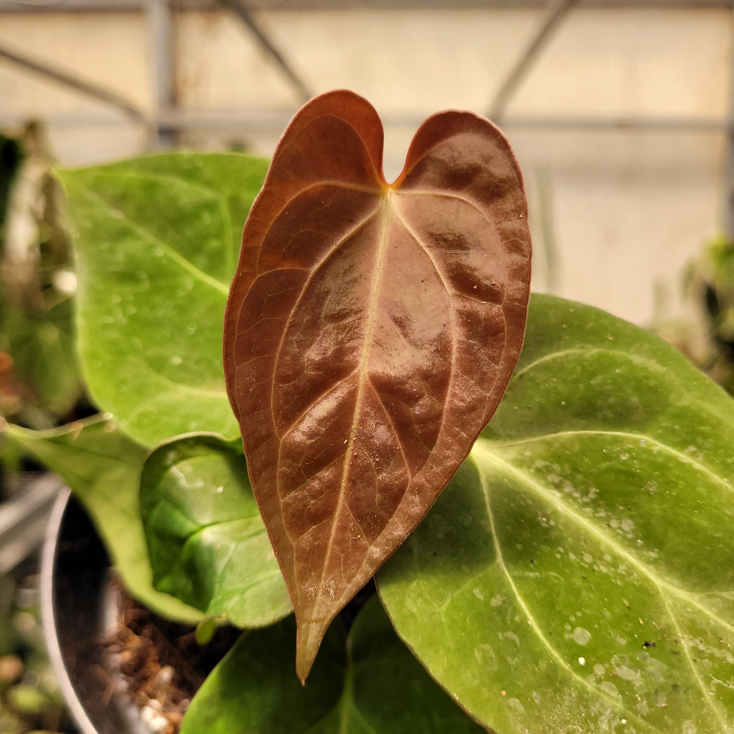 Anthurium Papillilaminum Hybrid Red Crystal — photo 3