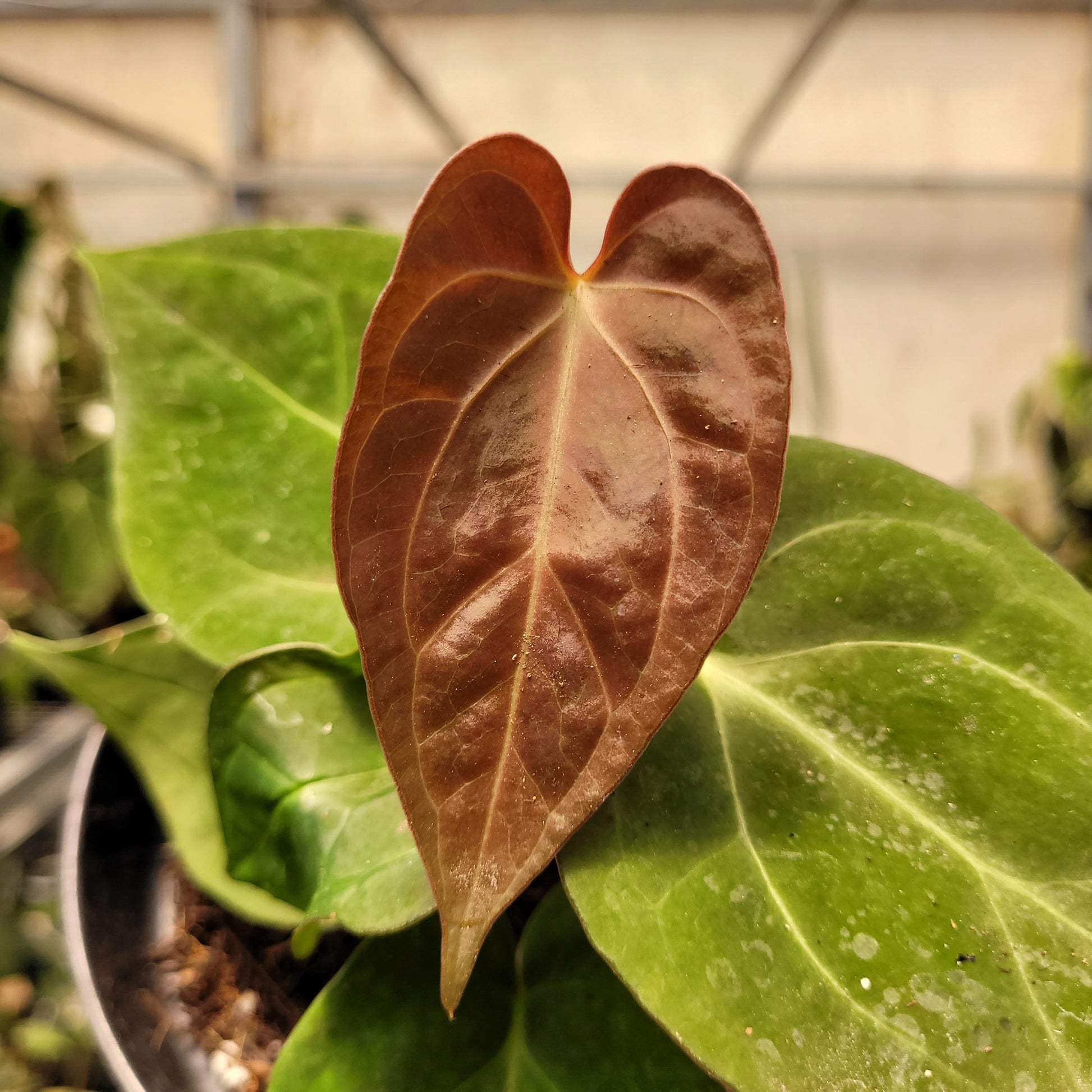 Anthurium Papillilaminum Hybrid Red Crystal — photo 3
