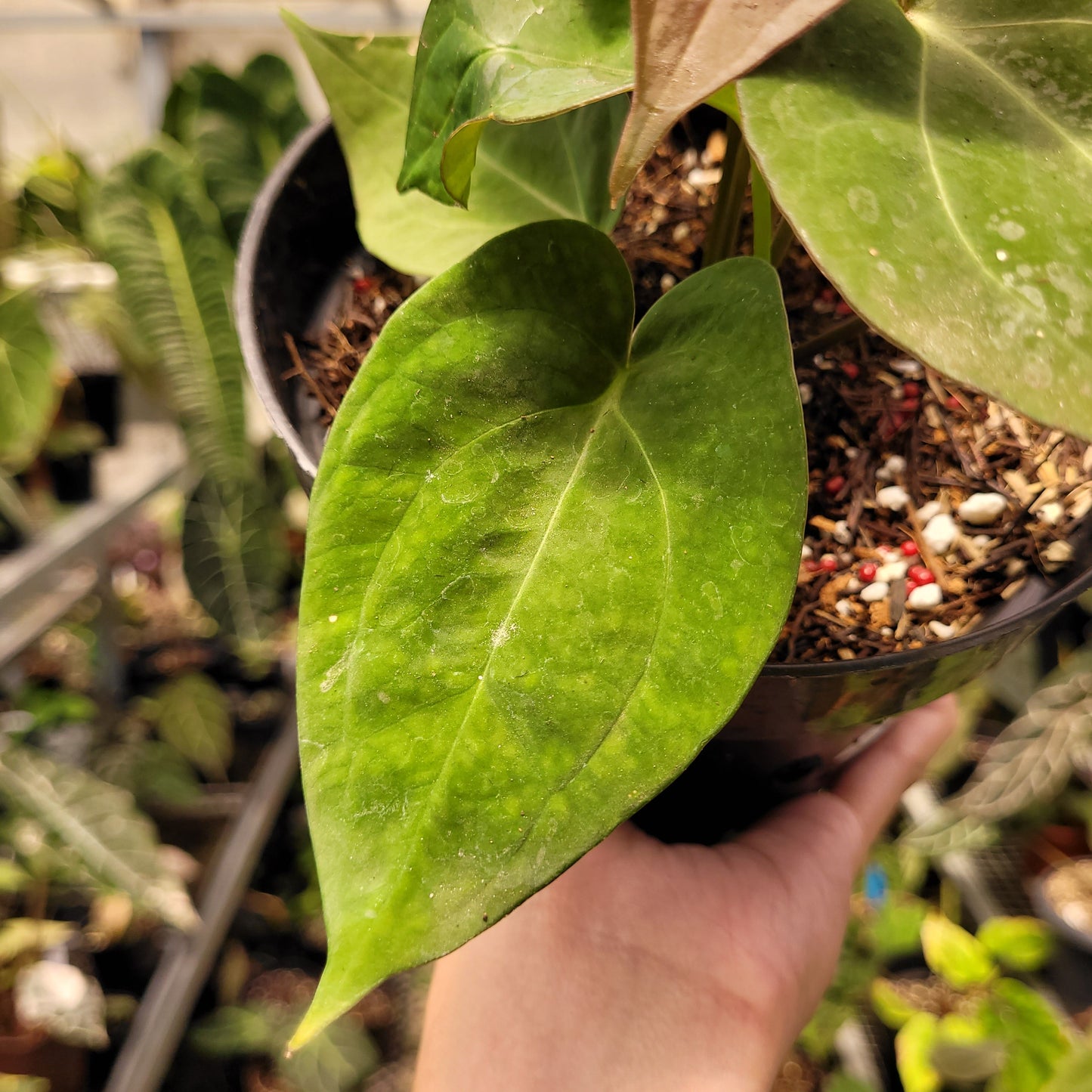 Anthurium Papillilaminum Hybrid Red Crystal — photo 4