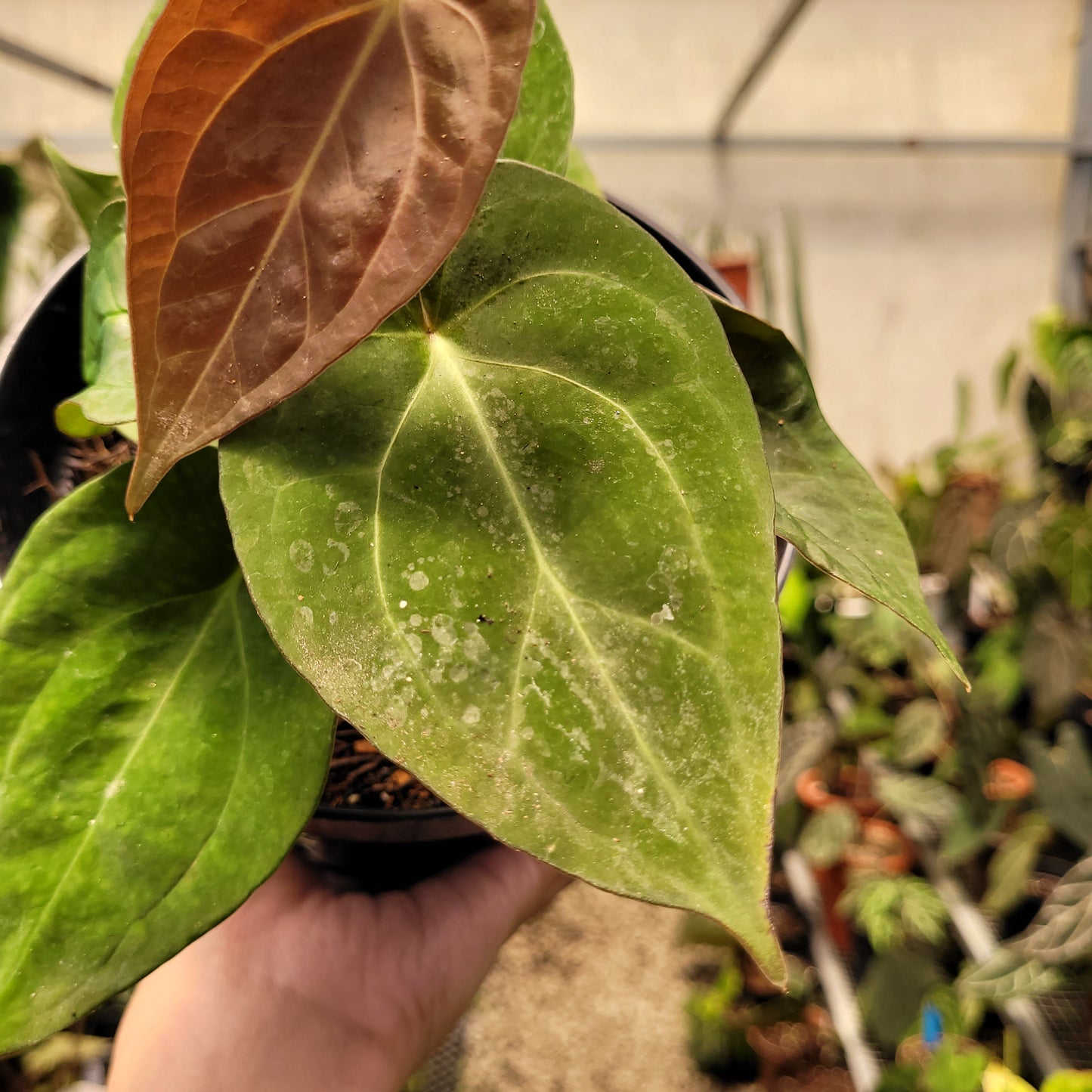 Anthurium Papillilaminum Hybrid Red Crystal — photo 5
