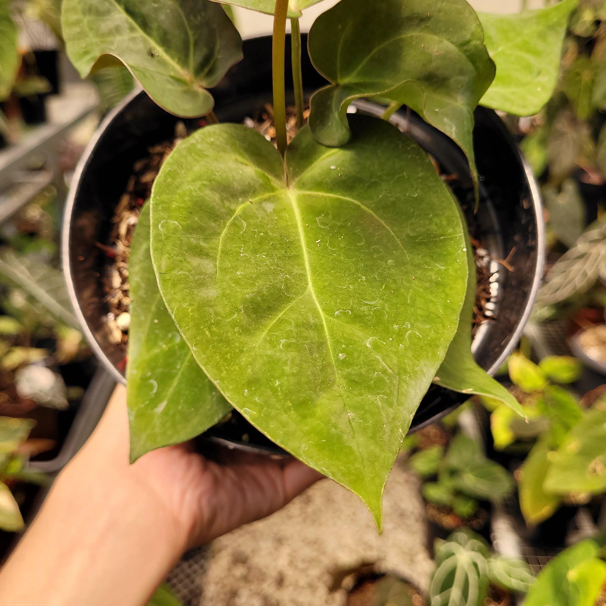 Anthurium Papillilaminum Hybrid Red Crystal — photo 6