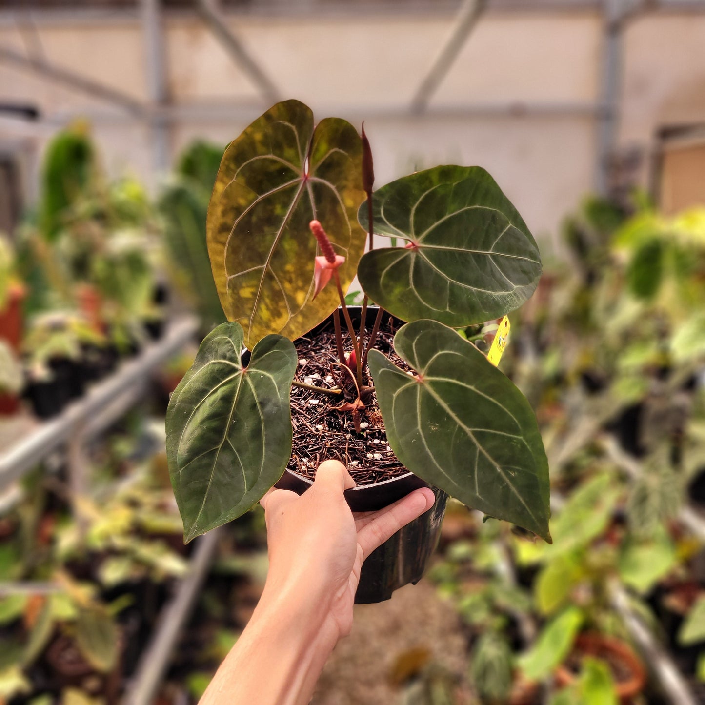Anthurium Forgetii x AOS Dark Form — rare Indonesian plant