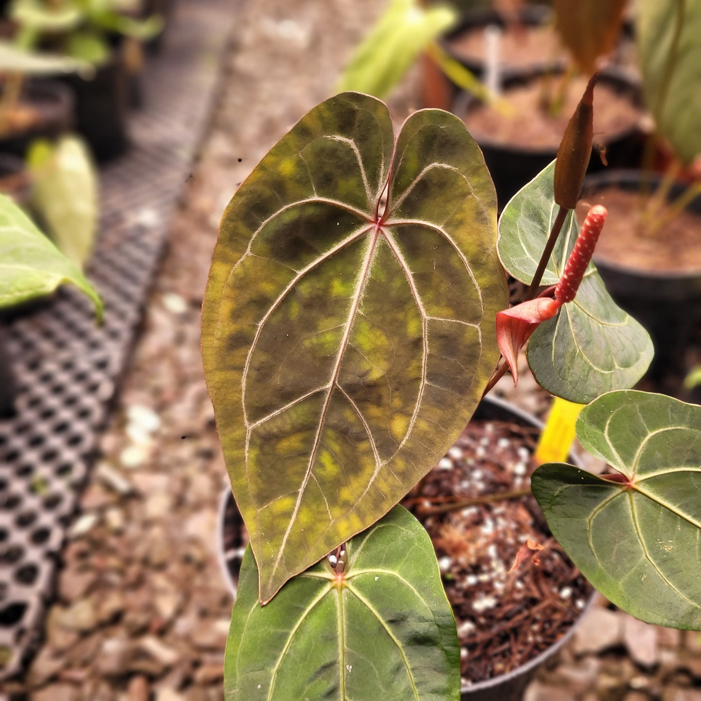 Anthurium Forgetii x AOS Dark Form — photo 2