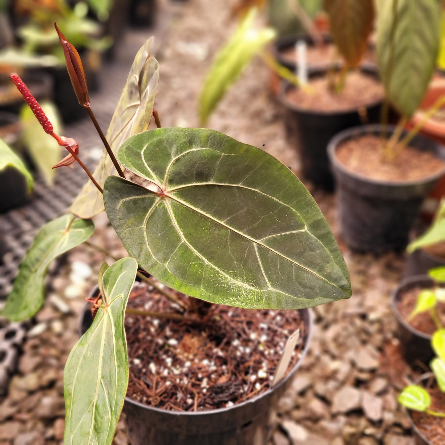 Anthurium Forgetii x AOS Dark Form — photo 4