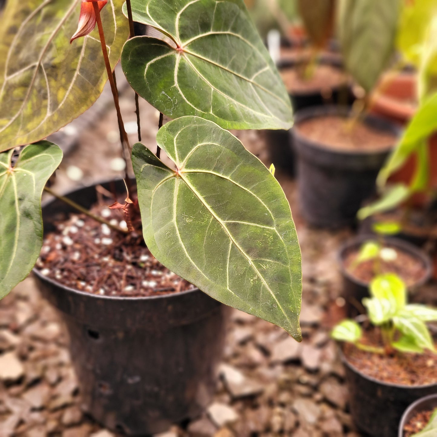 Anthurium Forgetii x AOS Dark Form — photo 3