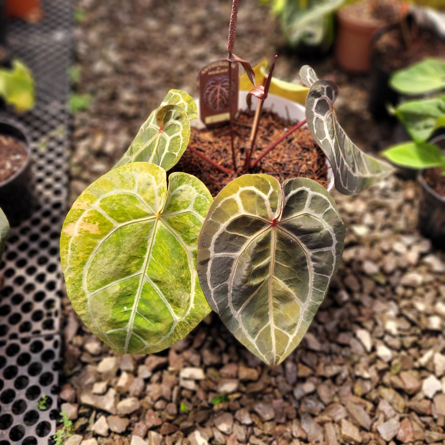 Anthurium Michelle Variegated — photo 2