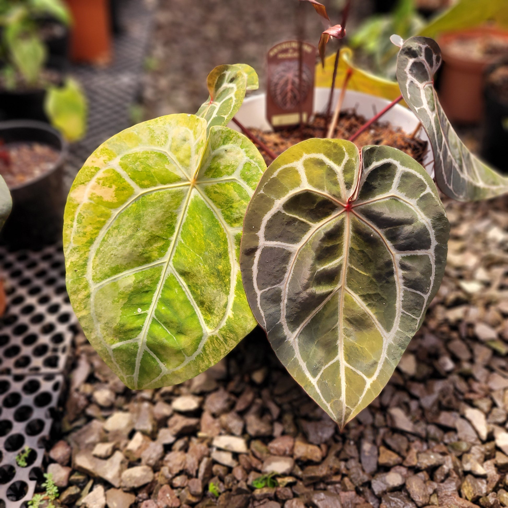 Anthurium Michelle Variegated — rare Indonesian plant