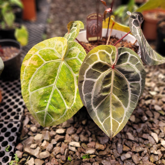 Anthurium Michelle Variegated — rare Indonesian plant