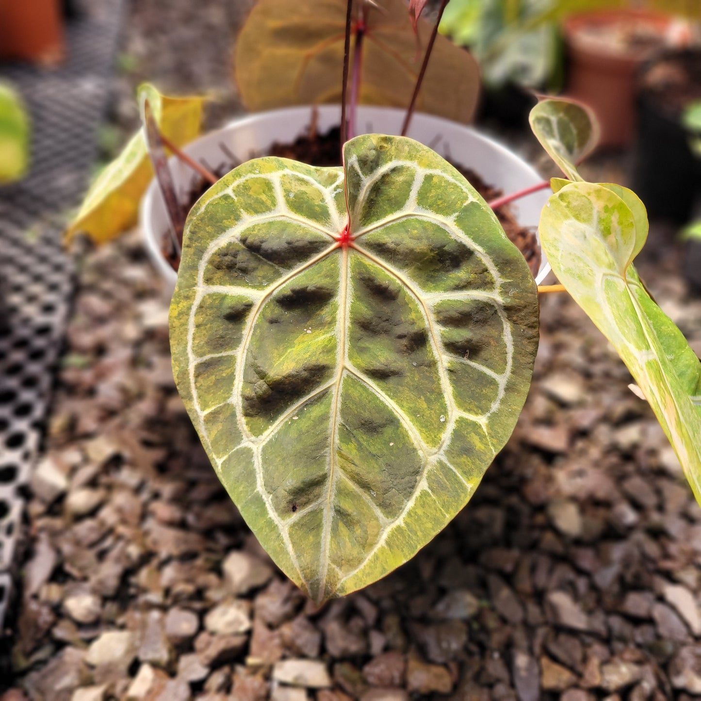 Anthurium Michelle Variegated — photo 3