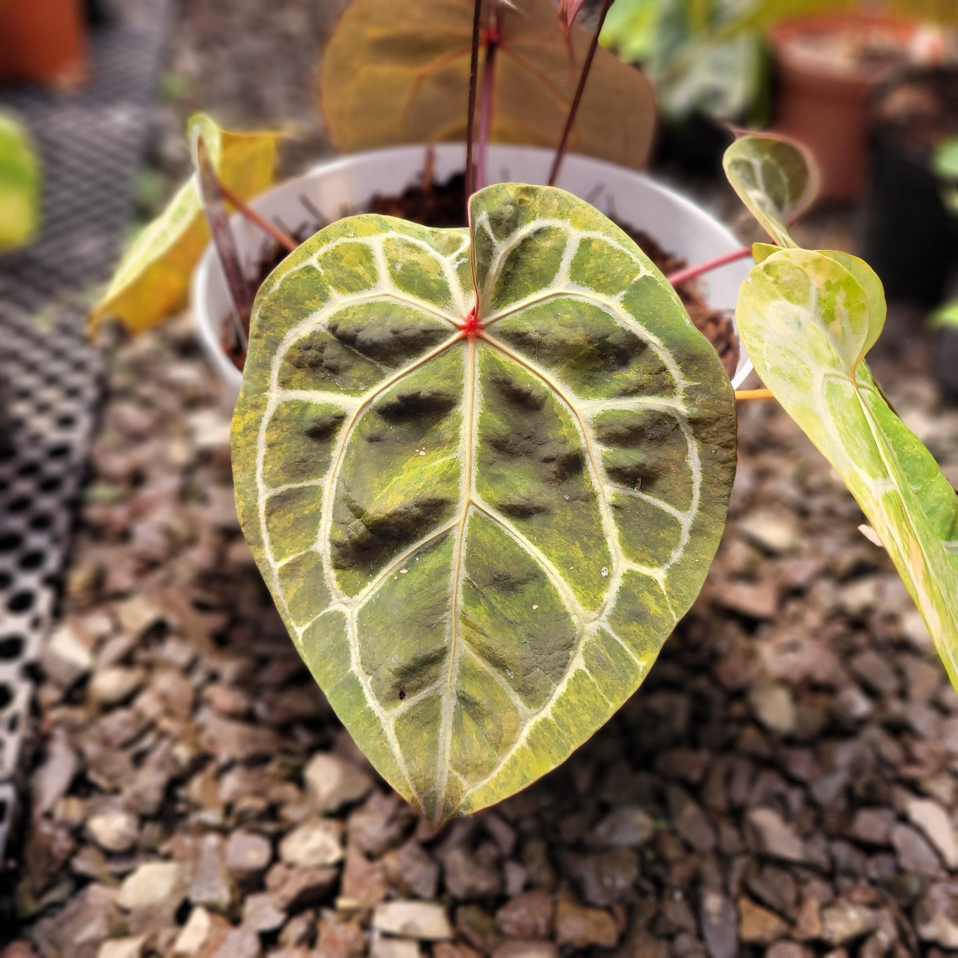 Anthurium Michelle Variegated — photo 3