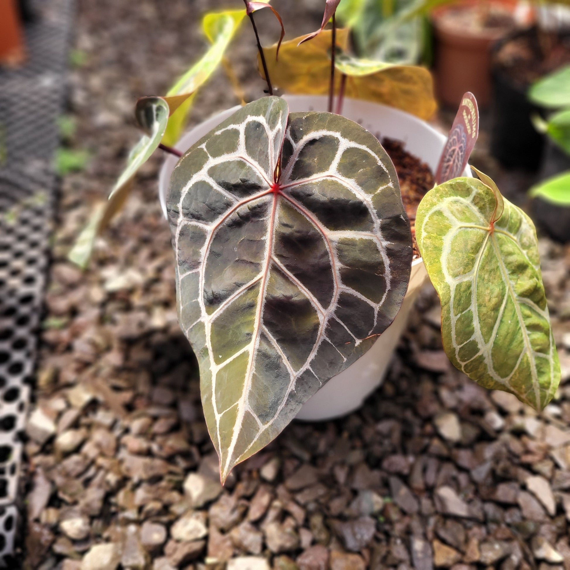 Anthurium Michelle Variegated — photo 4