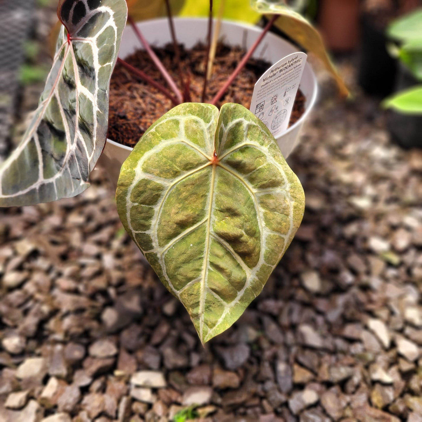 Anthurium Michelle Variegated — photo 5