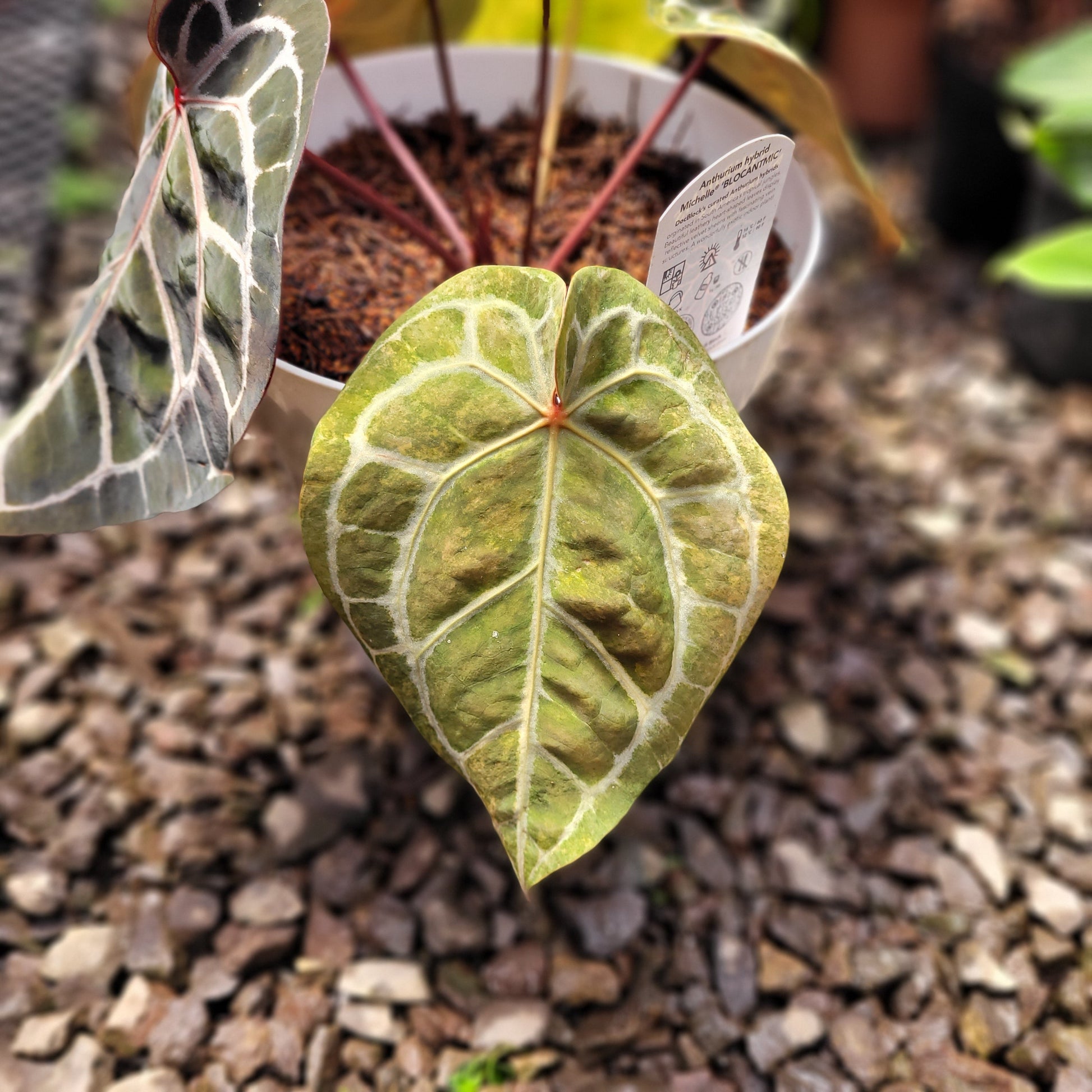 Anthurium Michelle Variegated — photo 5