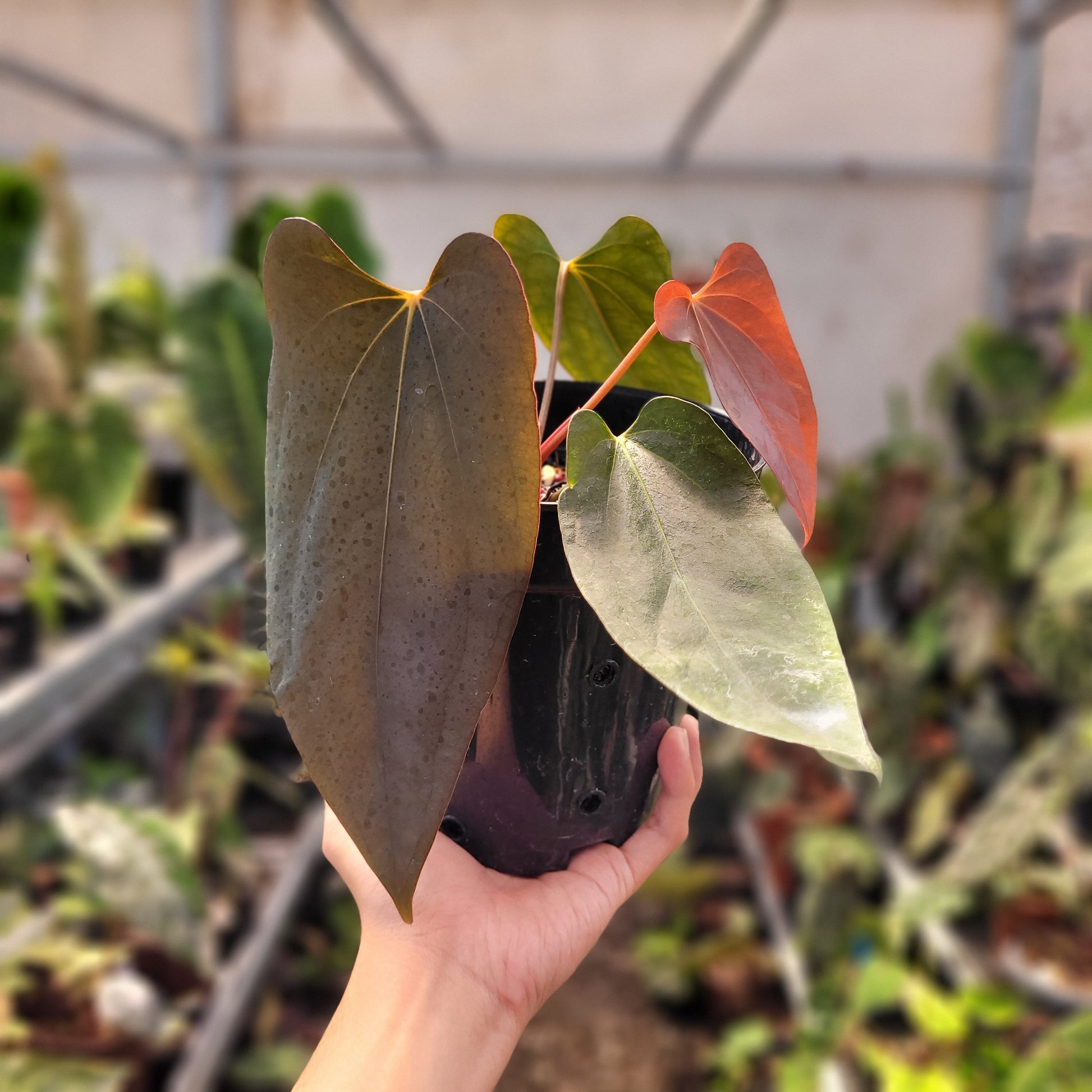 Anthurium Portillae Xdf x Self — rare Indonesian plant