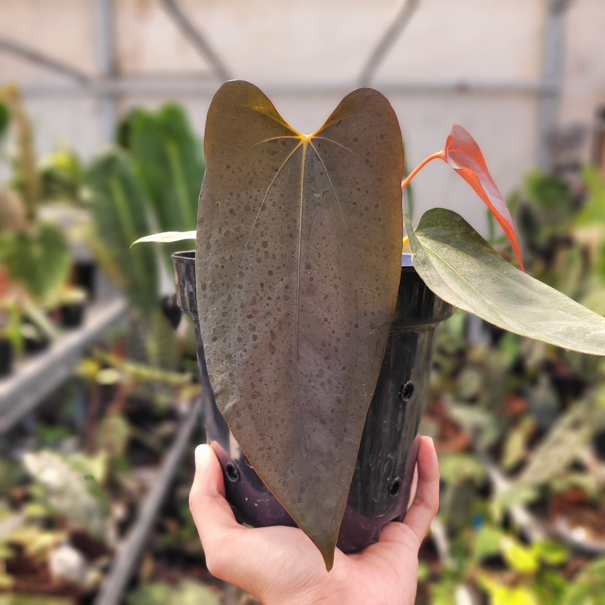 Anthurium Portillae Xdf x Self — photo 3