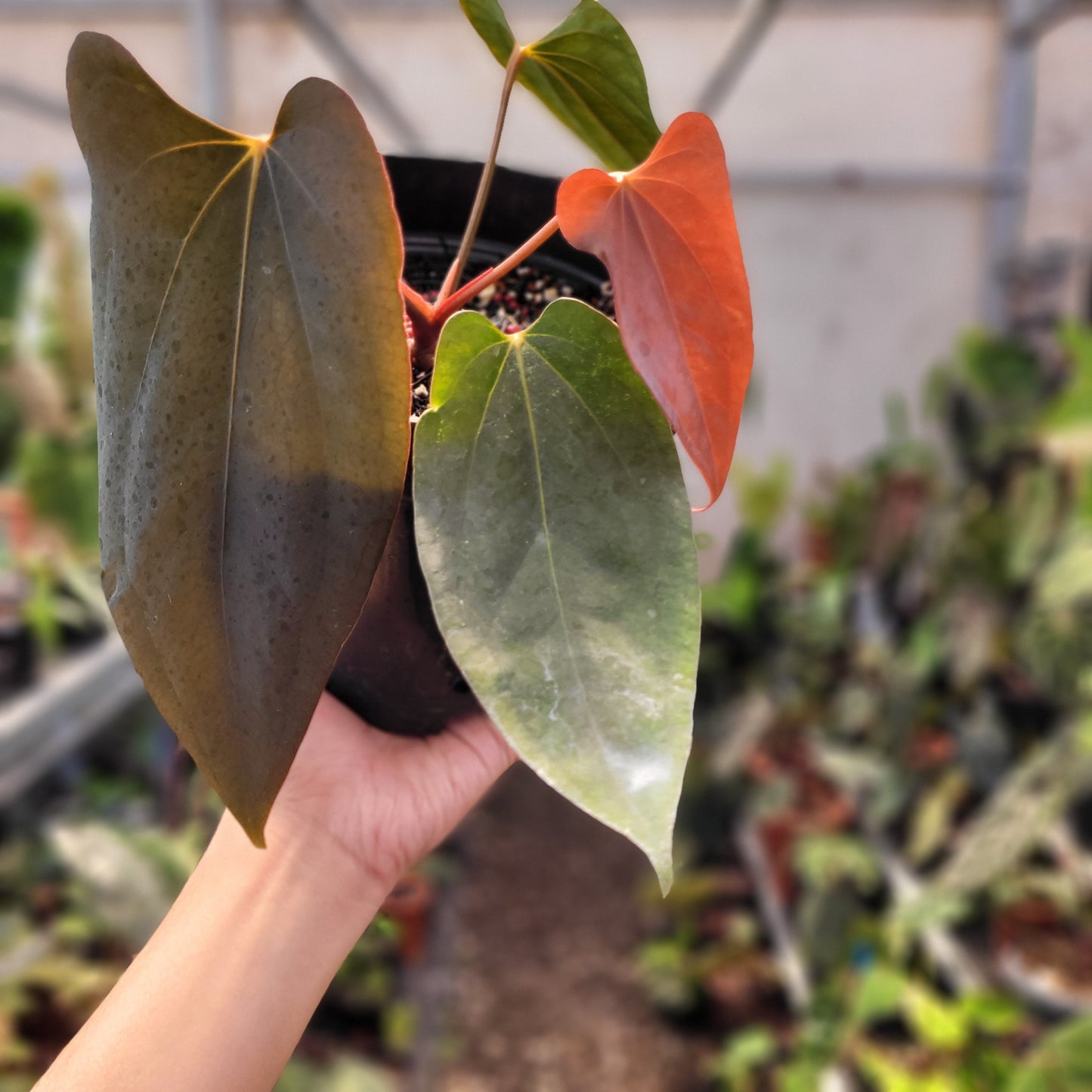 Anthurium Portillae Xdf x Self — photo 2