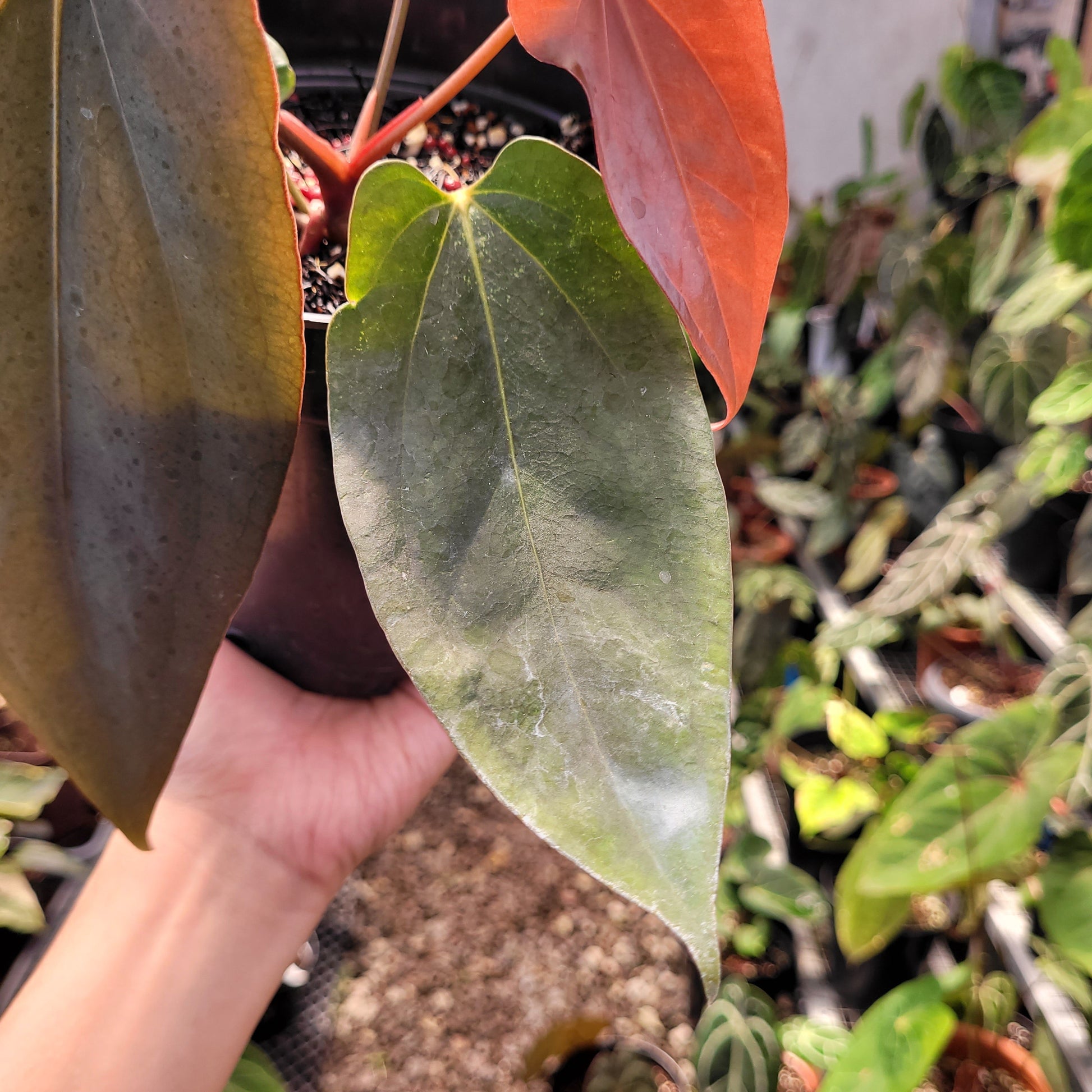 Anthurium Portillae Xdf x Self — photo 4