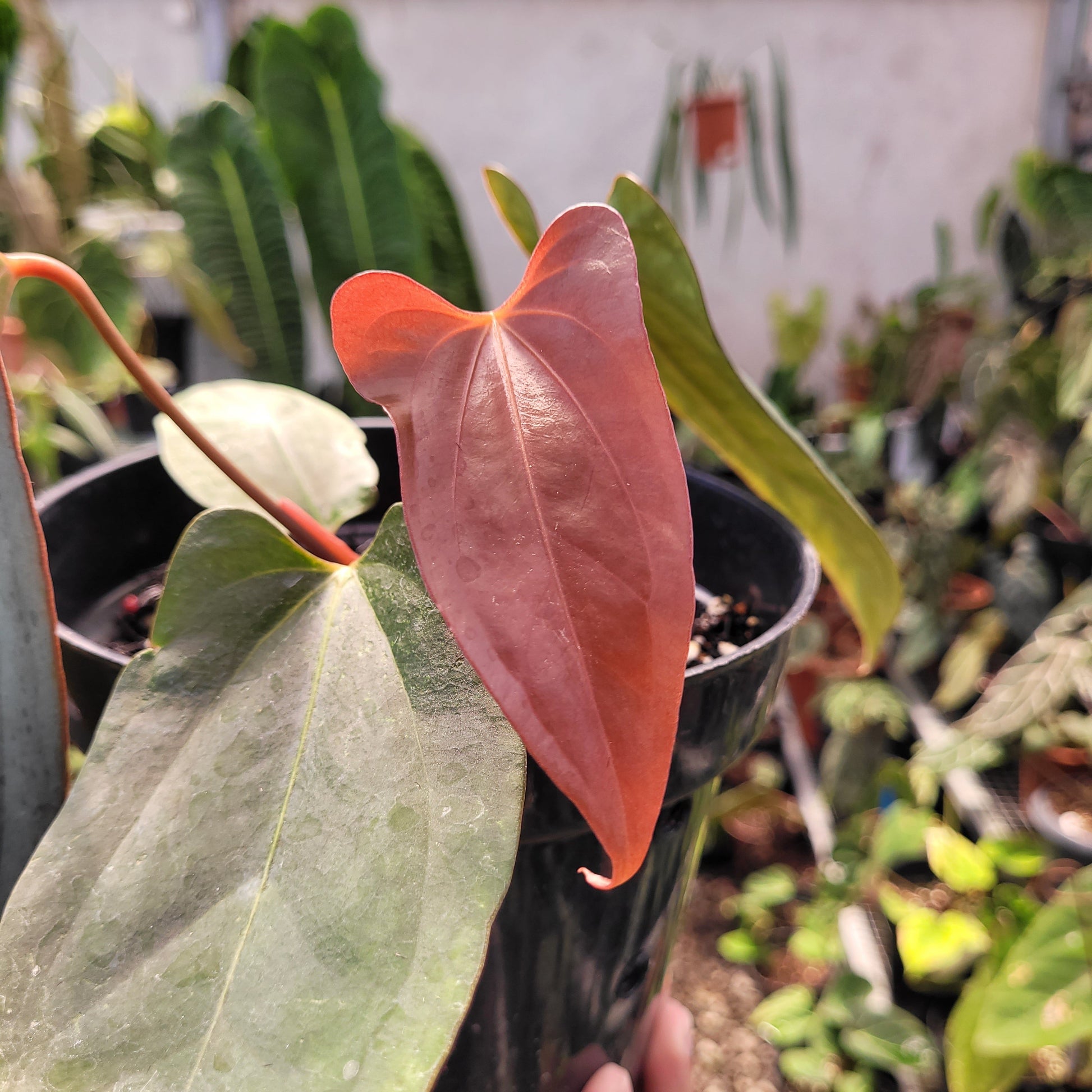 Anthurium Portillae Xdf x Self — photo 5