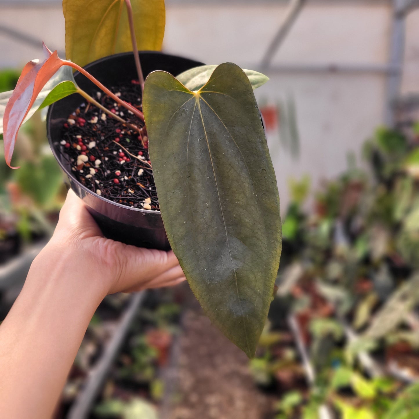 Anthurium Portillae Xdf x Self — photo 6