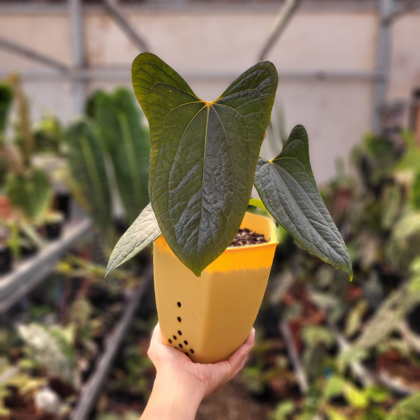 Anthurium Papillilaminum x Luxurian — rare Indonesian plant