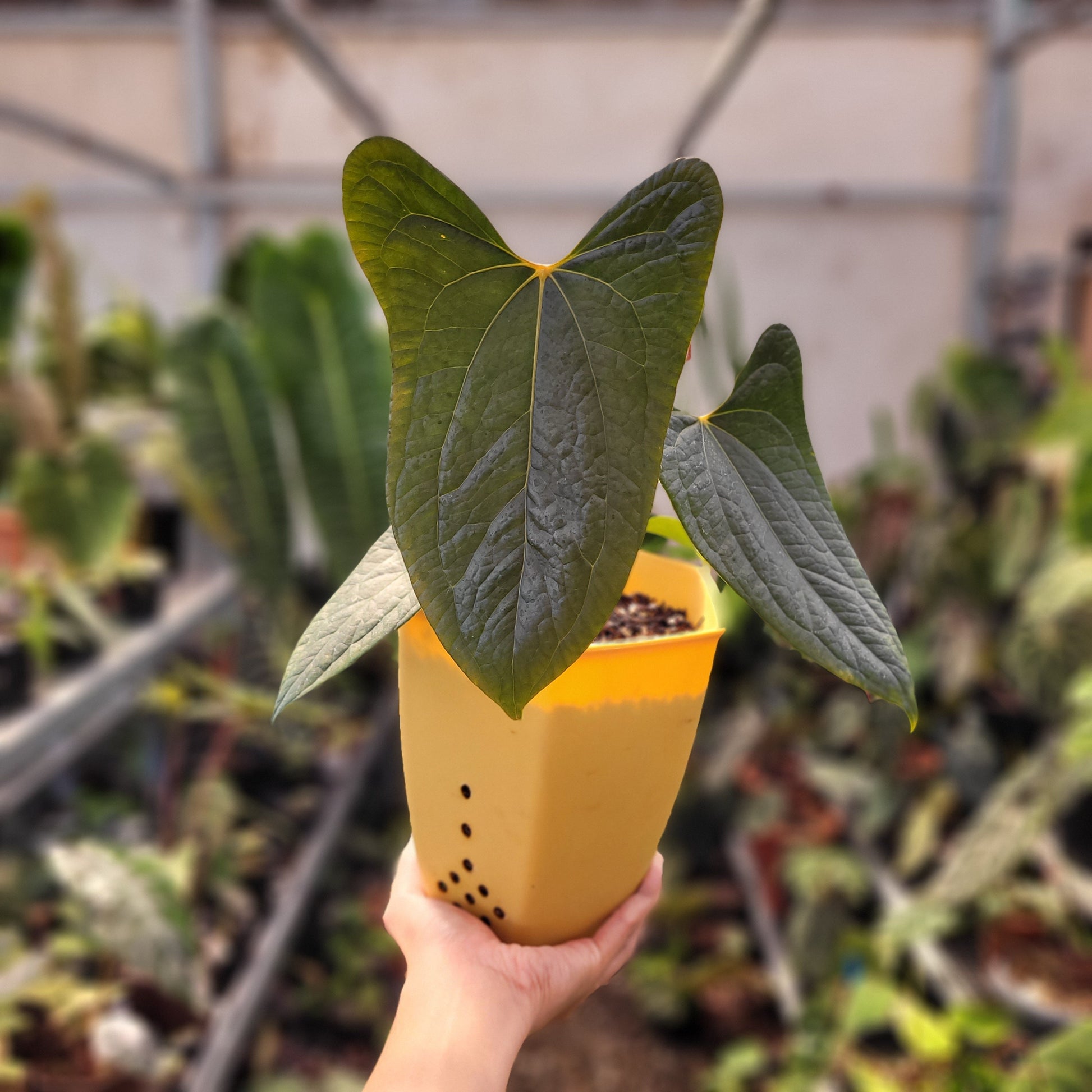 Anthurium Papillilaminum x Luxurian — rare Indonesian plant