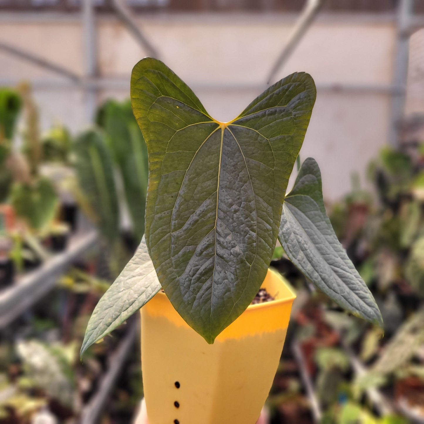 Anthurium Papillilaminum x Luxurian — photo 2