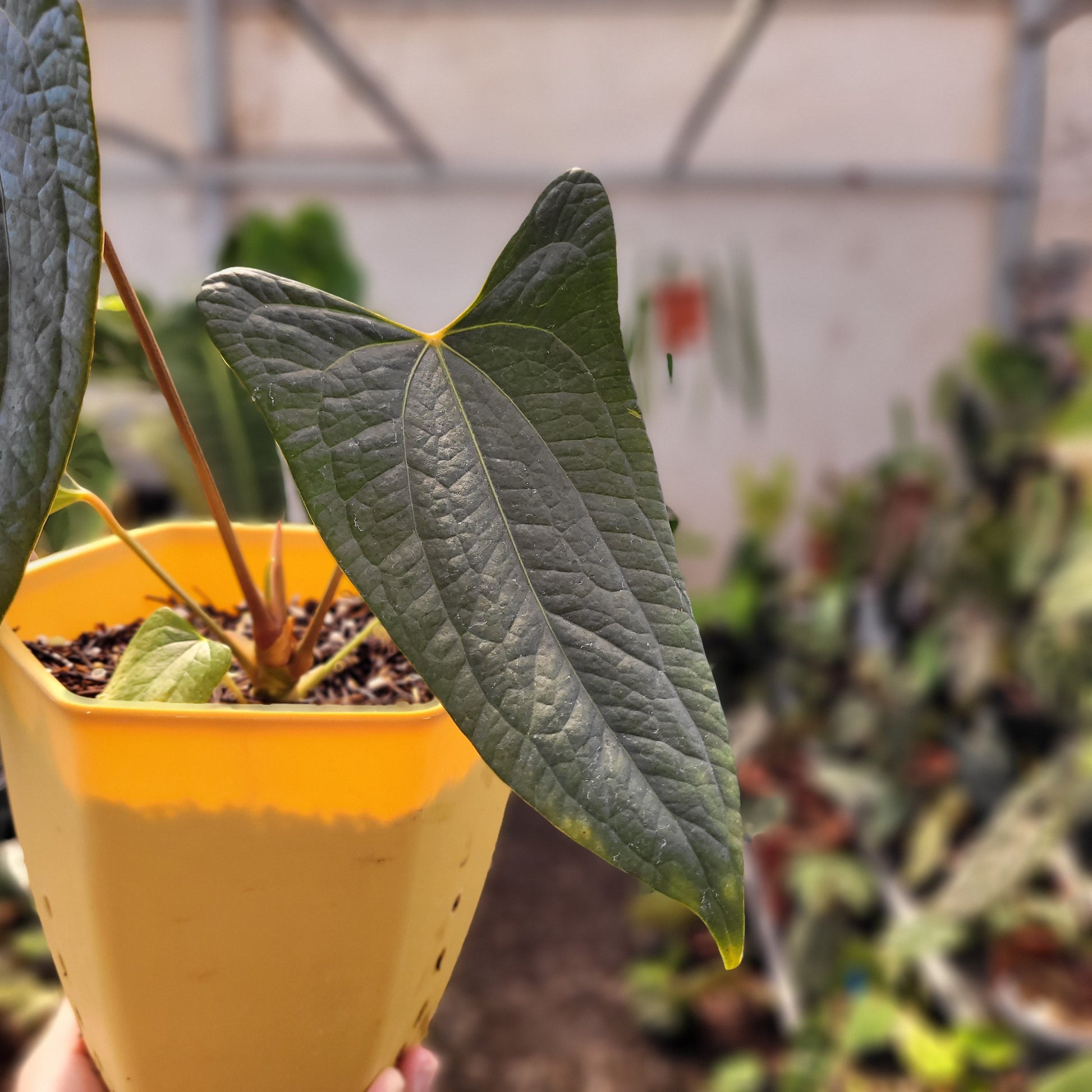 Anthurium Papillilaminum x Luxurian — photo 3