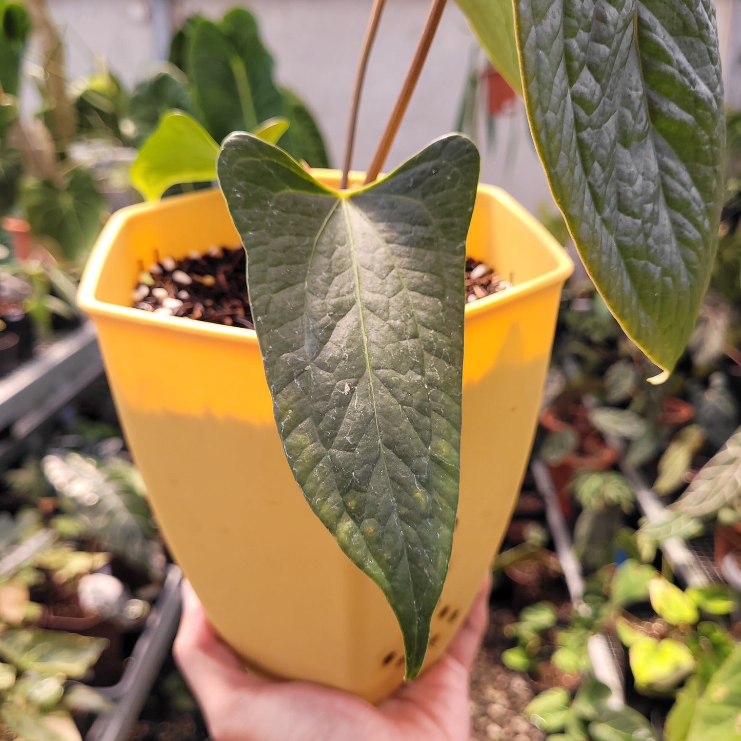 Anthurium Papillilaminum x Luxurian — photo 4