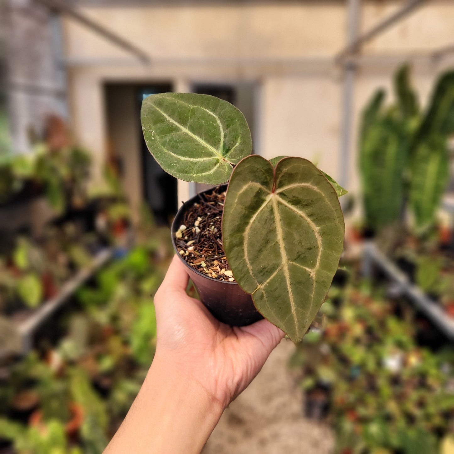 Anthurium Papillilaminum x Red Crystal Michelle — photo 5