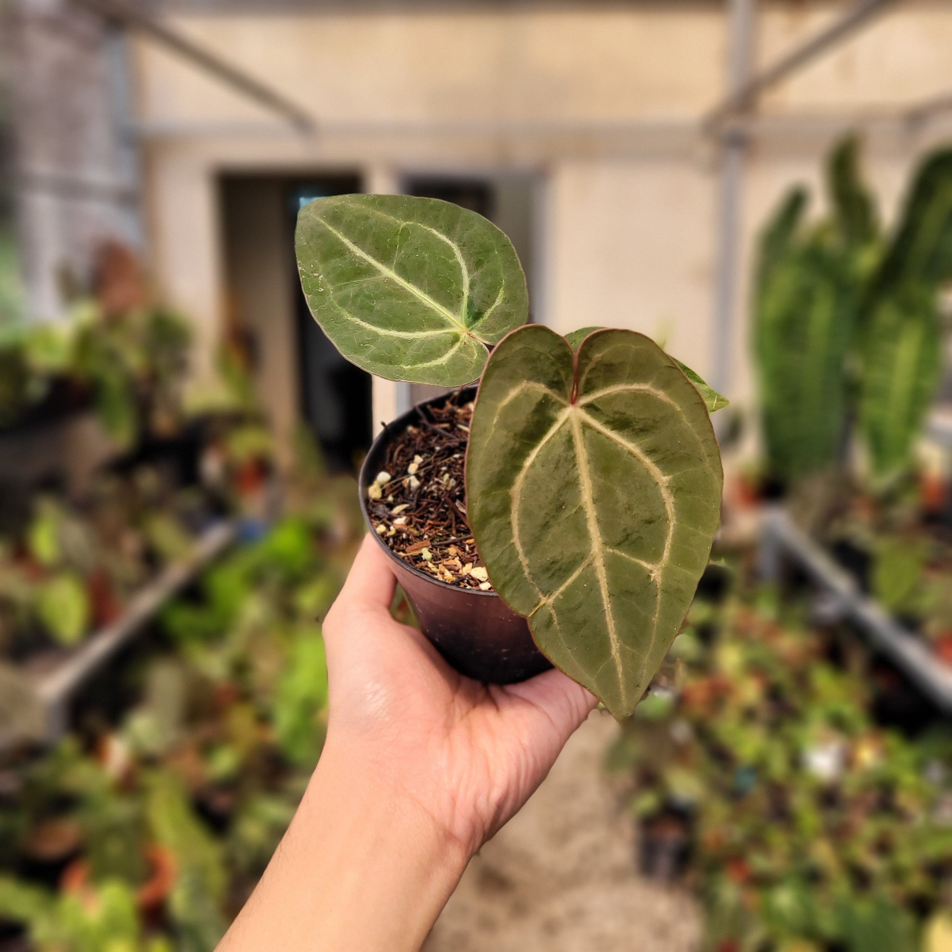 Anthurium Papillilaminum x Red Crystal Michelle — photo 5