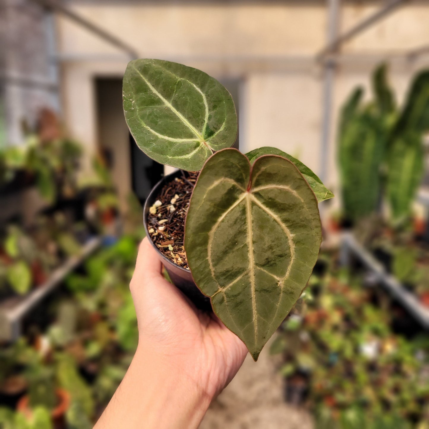 Anthurium Papillilaminum x Red Crystal Michelle — rare Indonesian plant
