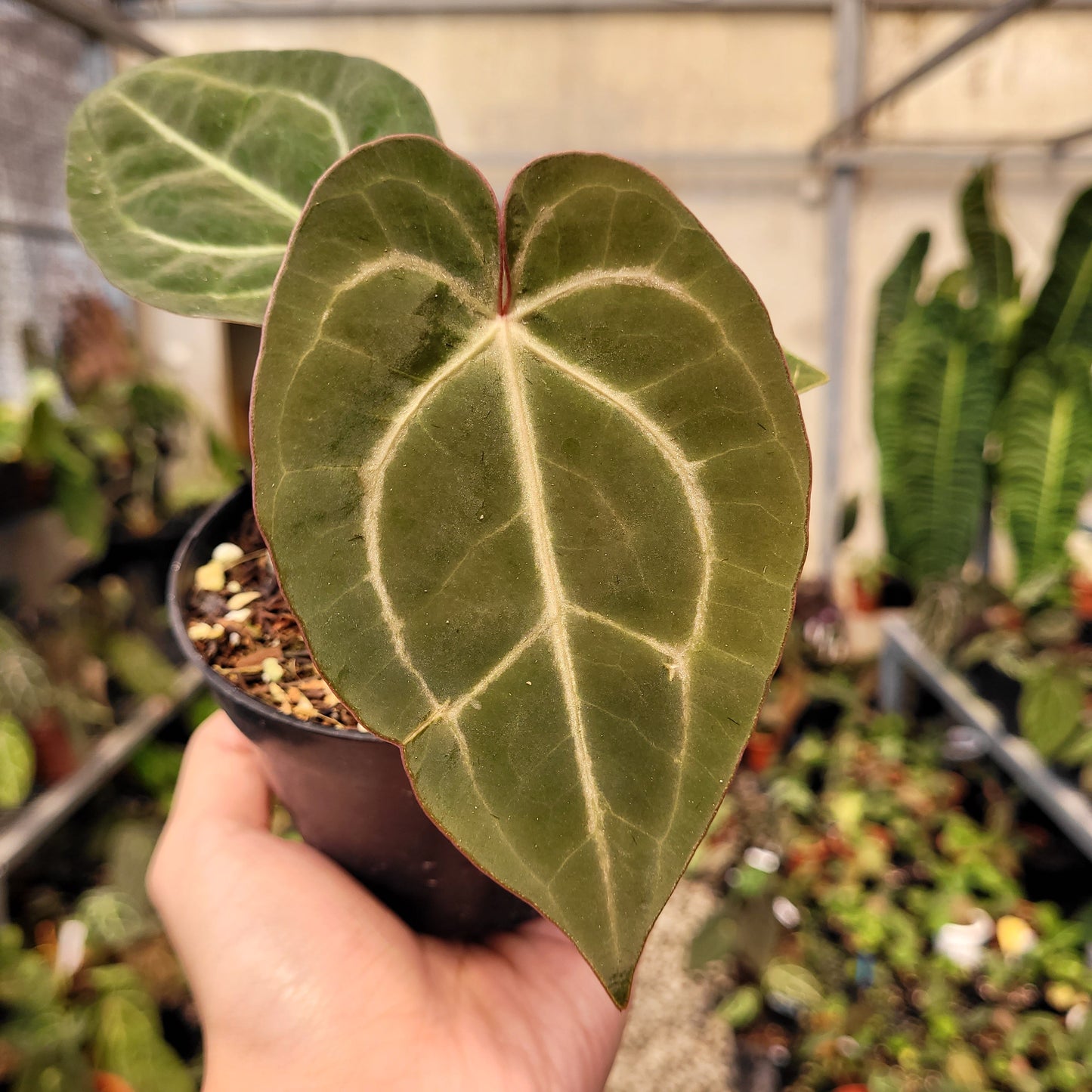 Anthurium Papillilaminum x Red Crystal Michelle — photo 2